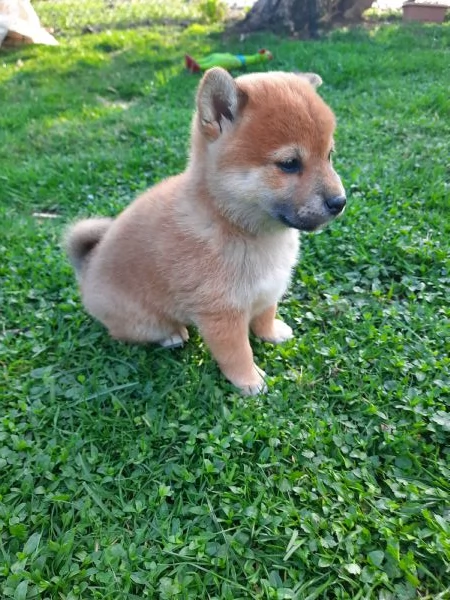 SHIBA INU | Foto 0