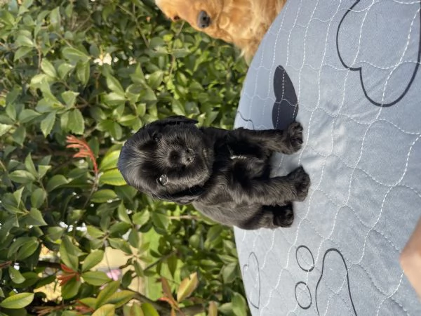 Cocker Spaniel Inglese  | Foto 3