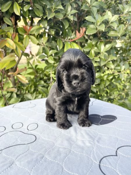 Cocker Spaniel Inglese 