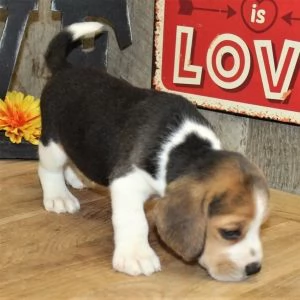 Disponibili cuccioli di Beagle