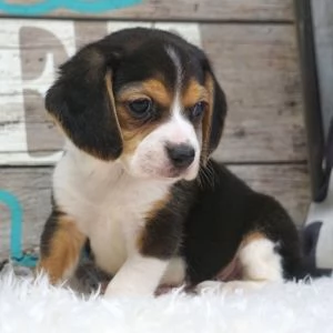 Kc registra i cuccioli di Beagle