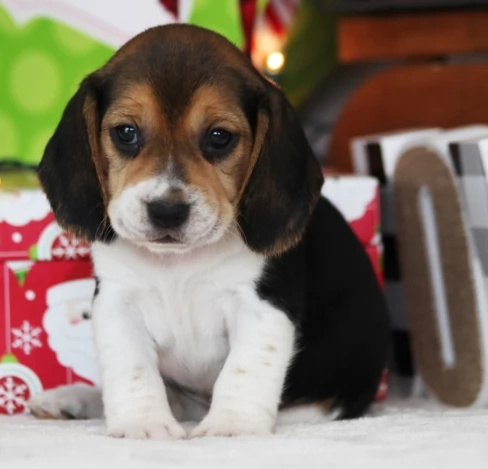 Cuccioli di Beagle con pedigree completo