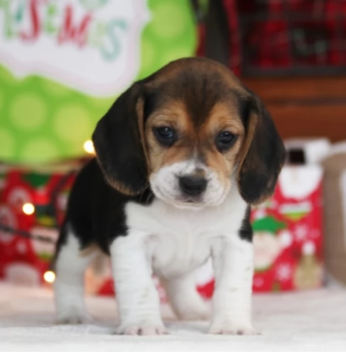 Disponibili cuccioli di beagle tradizionale