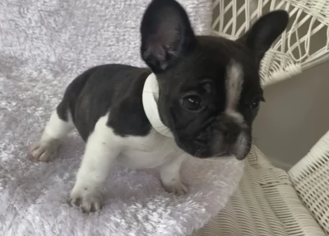 cuccioli di bulldog francese | Foto 0