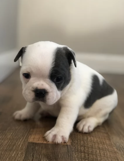 cuccioli di bulldog francese in vendita | Foto 0