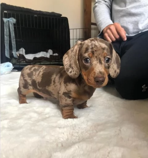 Cuccioli di bassotto pezzato pronti per una nuova casa | Foto 0