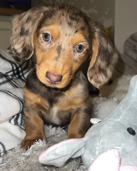 Cuccioli di bassotto pezzato pronti per una nuova casa