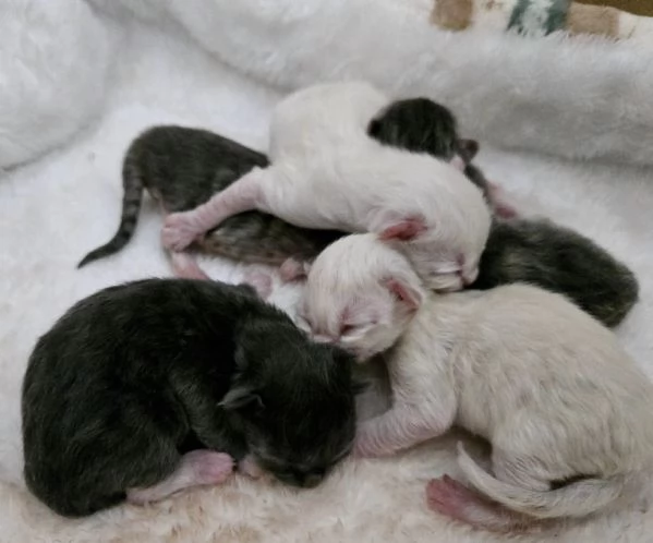 Cuccioli Gatto Siberiano Ipoallergenico | Foto 1