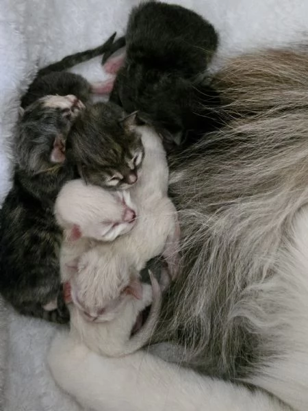 Cuccioli Gatto Siberiano Ipoallergenico | Foto 0