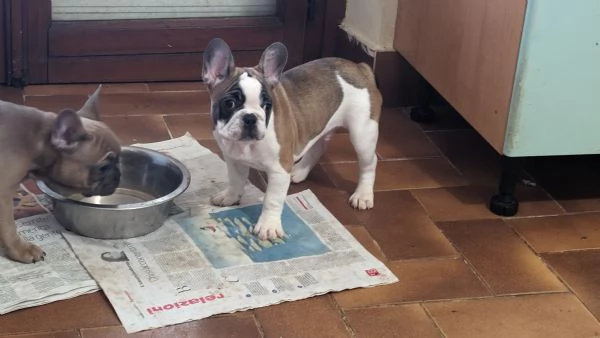 Bulldog francese  | Foto 4