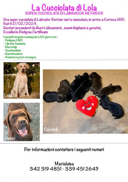 Annunci arezzo toscana di cani in regalo cuccioli di cani vendita