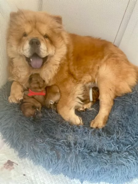 Cuccioli Chow Chow  | Foto 1