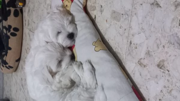  Cucciolo Maltese maschio | Foto 4