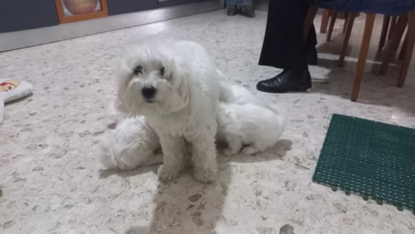  Cucciolo Maltese maschio | Foto 3