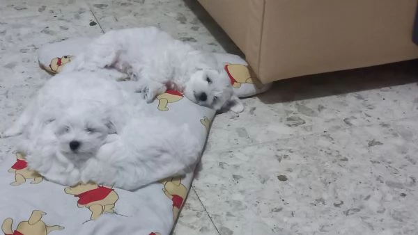  Cucciolo Maltese maschio | Foto 0