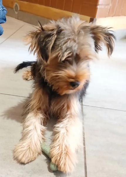 yorkshire terrier