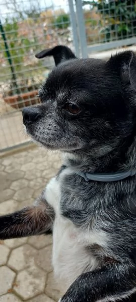 Chihuahua URGENTE