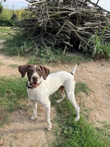 Oscar kurzhaar di 5 anni | Foto 0