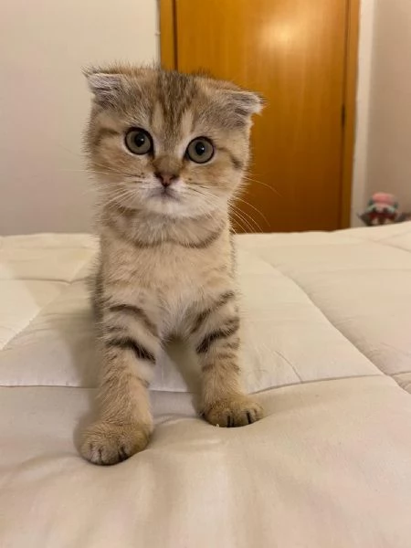 Cedesi gattini di scottish fold e straight 