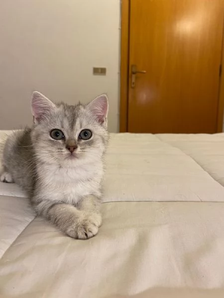 Cedesi gattini di scottish fold e straight  | Foto 3