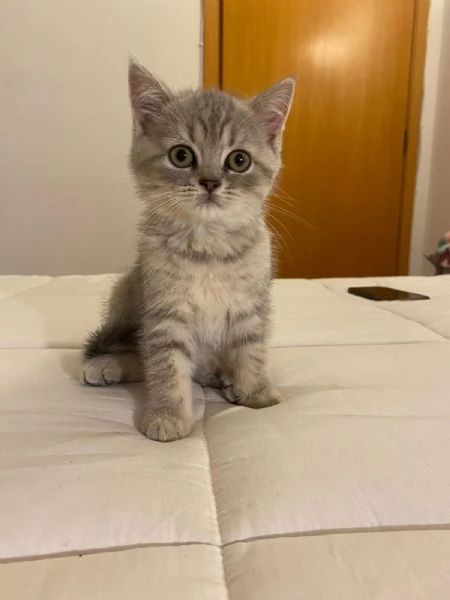 Cedesi gattini di scottish fold e straight  | Foto 2