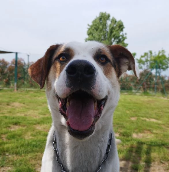 Cani adulti maschi e femmine in adozione  | Foto 5