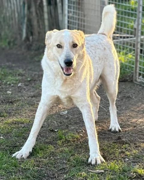 Cani adulti maschi e femmine in adozione  | Foto 3