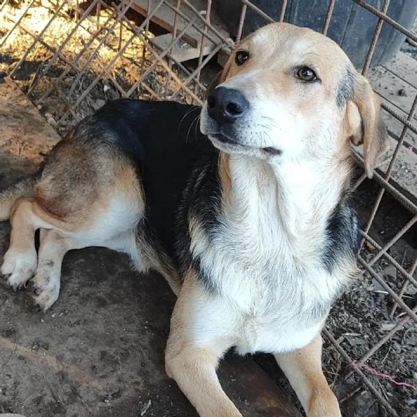 Cani adulti maschi e femmine in adozione  | Foto 1