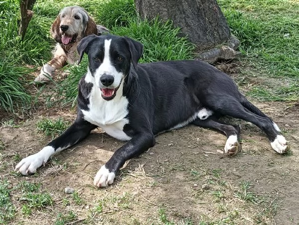 Cani adulti maschi e femmine in adozione 