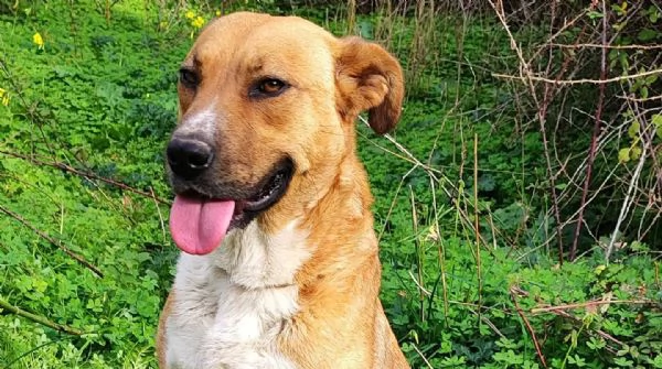 Cani adulti maschi e femmine in adozione  | Foto 0