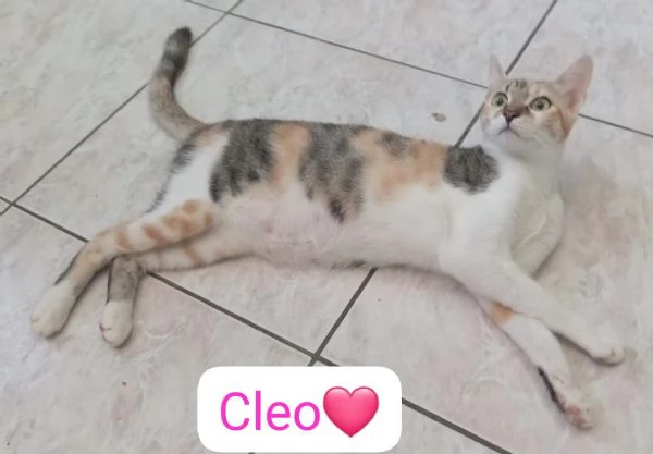 Cleo gattina di 5 mesi in adozione 