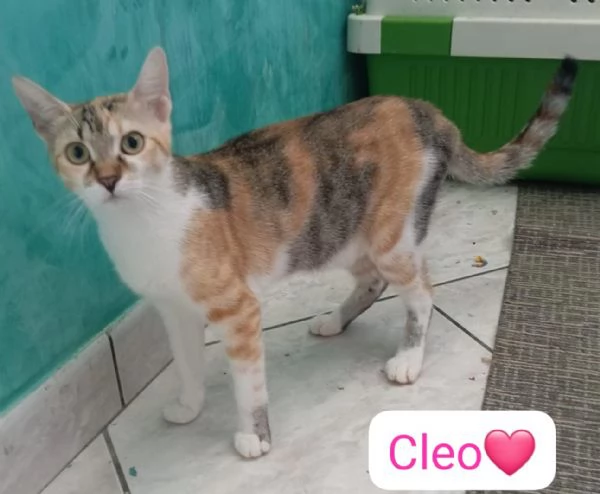 Cleo gattina di 5 mesi in adozione  | Foto 1