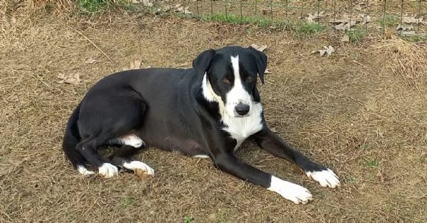 Leo cagnolone di due anni  | Foto 0