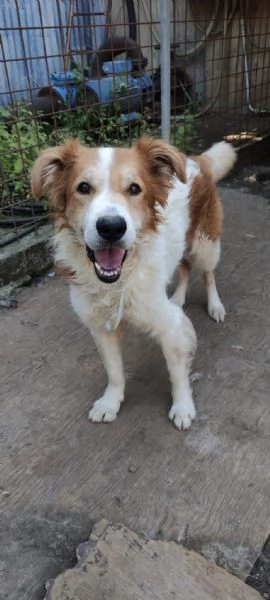 Leo un cane simpaticissimo in cerca di casa  | Foto 4