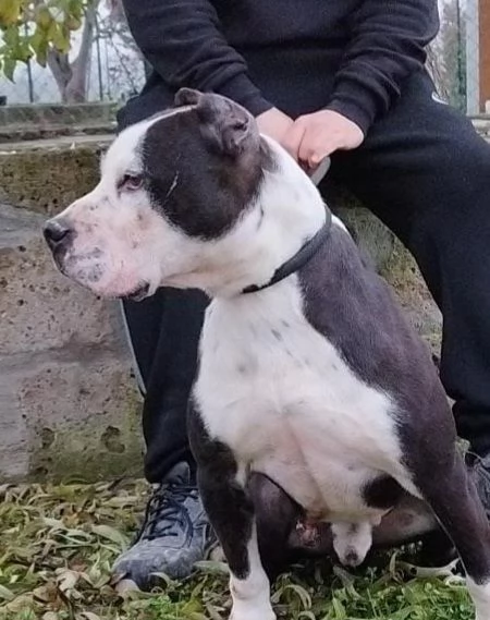 Hero pitbull di sette anni in cerca di casa  | Foto 4