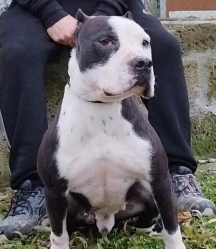 Hero pitbull di sette anni in cerca di casa 