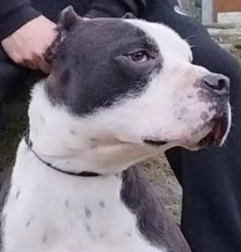 Hero pitbull di sette anni in cerca di casa  | Foto 3