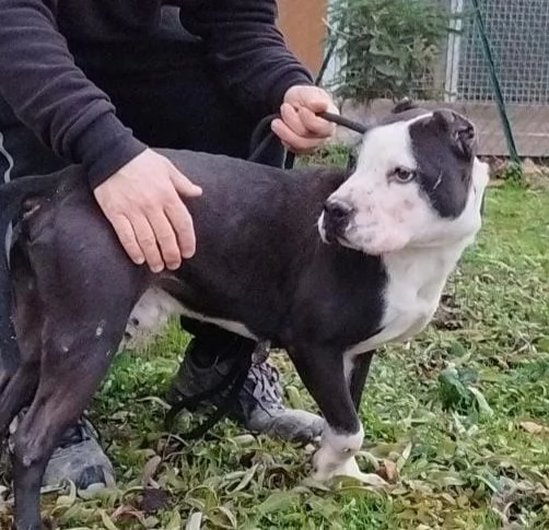 Hero pitbull di sette anni in cerca di casa  | Foto 2