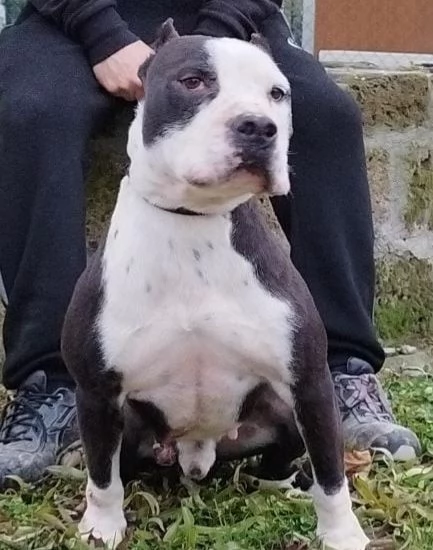 Hero pitbull di sette anni in cerca di casa  | Foto 1