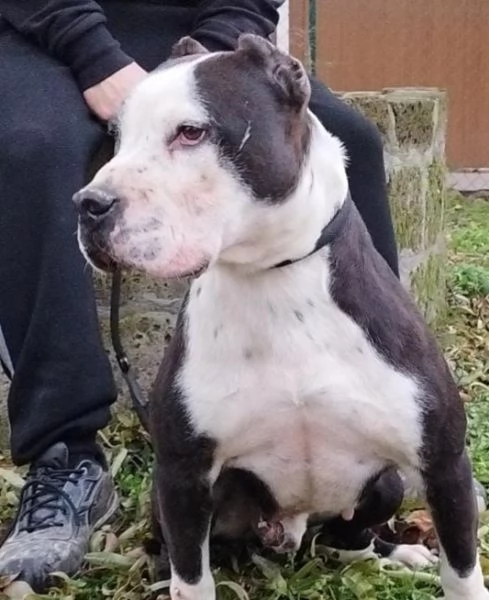 Hero pitbull di sette anni in cerca di casa  | Foto 0