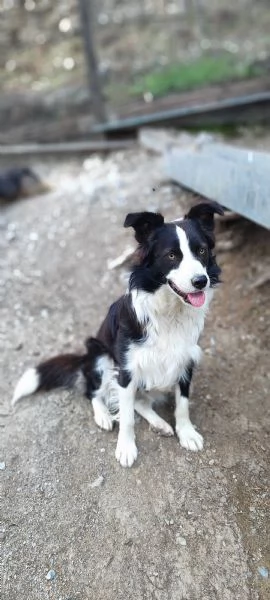 Shiva border collie di due anni in adozione  | Foto 4