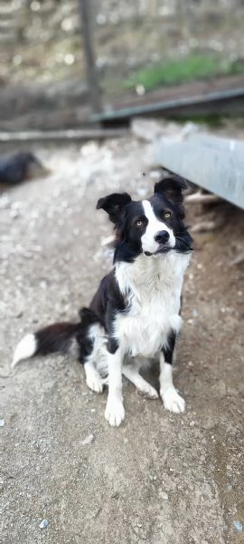 Shiva border collie di due anni in adozione  | Foto 3