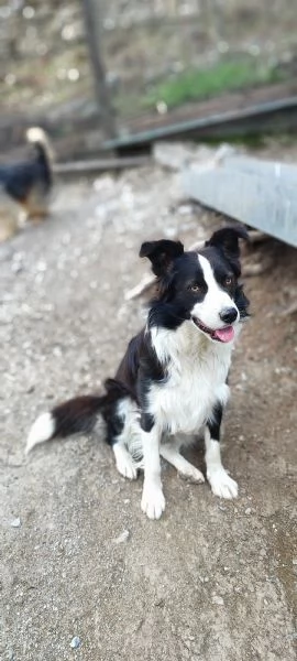 Shiva border collie di due anni in adozione  | Foto 2