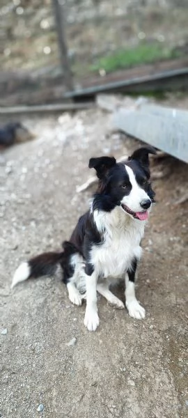 Shiva border collie di due anni in adozione  | Foto 1