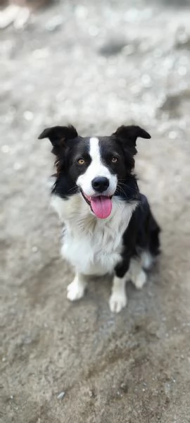 Shiva border collie di due anni in adozione 