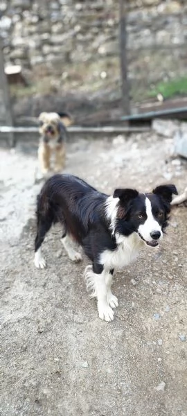 Shiva border collie di due anni in adozione  | Foto 0