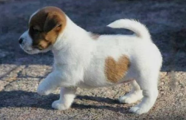 Regalo Jack Russell Terrier  Cucciola di Jack Russell Terrier di 3 mesi e mezzo genitori visibili  