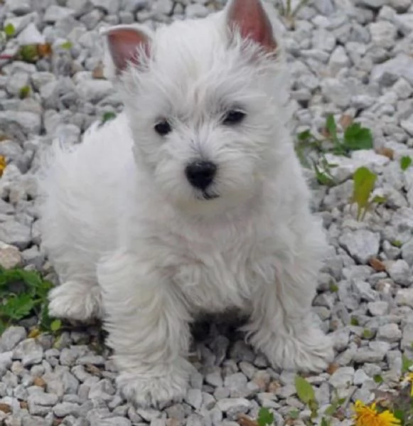 adorabili cuccioli West highland terrier bianco femminucce e  maschietti disponibili  i cuccioli son