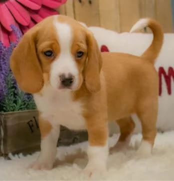 Regalo Beagle MERAVIGLIOSI  cuccioli di Beagle ottima genealogia gia vaccinati sverminati e  micro