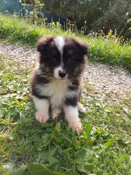 Cuccioli di Australian Shepherd Pastore Australiano  | Foto 2